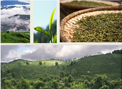 名优茶种的选育基地，建立优质原料供应链