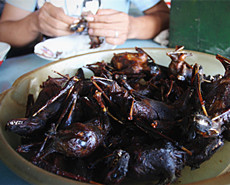 印尼人嗜吃蝙蝠 一餐厅月售800只