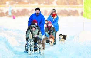 狗拉雪橇体验原味冰雪乐趣。 狗拉雪橇体验原味冰雪乐趣。