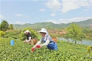 春茶飘香 春茶飘香