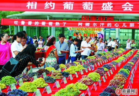8月26日,在吐鲁番葡萄长廊展区,216个葡萄品种依次摆放,供游客观赏。(记者陈岩摄) 8月26日,在吐鲁番葡萄长廊展区,216个葡萄品种依次摆放,供游客观赏。(记者陈岩摄)