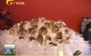 ��Ƶ�����˽�Ī�����˽� ���õ����Ԫһ��