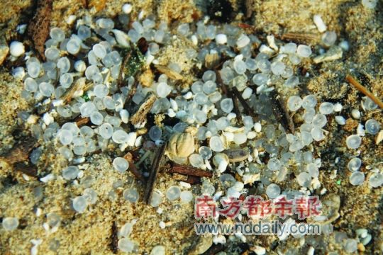 中石化货物胶粒遍布香港海滩 鱼和人都没胃口