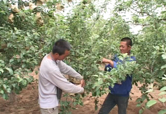 陕西洛川:苹果套袋人手缺 劳务价高果农愁_地