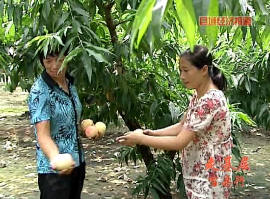 江苏江阴:幸福桃园_地方经济