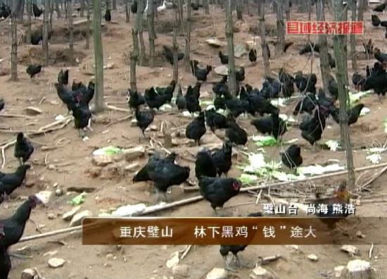 重庆璧山:林下黑鸡钱途大_地方经济
