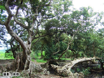 深圳大鹏半岛 自然与历史赋予的遗世奇珍(图)