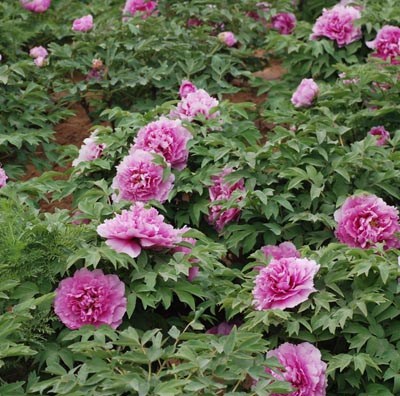 洛阳市隋唐城遗址植物园