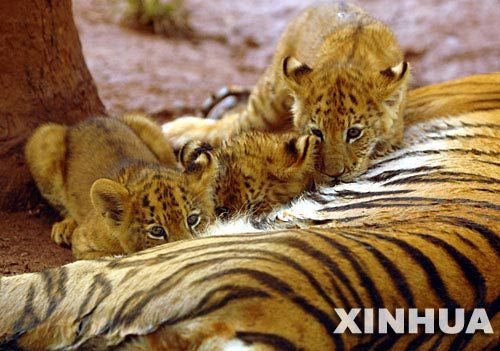 图片来源:新华网 海南热带野生动植物园