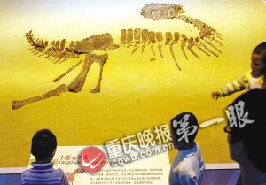 重庆是一座建在恐龙脊背上的城市