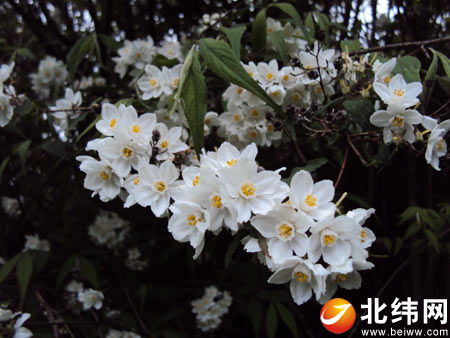 宝兴硗碛藏族乡寻花之旅