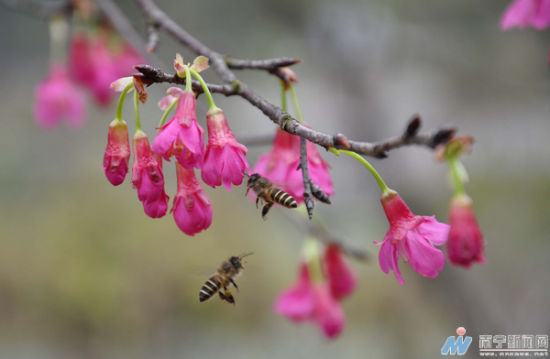 樱花吐蕊 蜜蜂忙 记者 黄登 摄 樱花吐蕊蜂鸟报春 南宁月月旅游节赏花全攻略