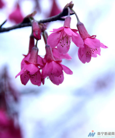 石门森林公园樱花绽放 记者 黄登 摄 樱花吐蕊蜂鸟报春 南宁月月旅游节赏花全攻略