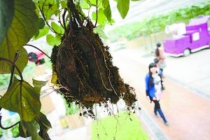 首届北京农业嘉年华 番薯“天”上挂