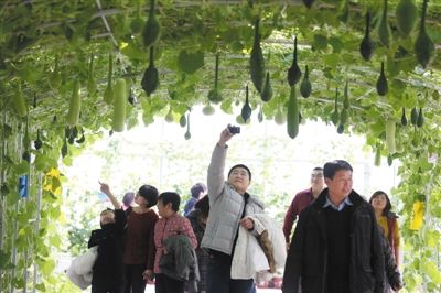 游客从蔬菜架起的长廊下走过,不忘拍照留念 首届农业嘉年华昌平开幕