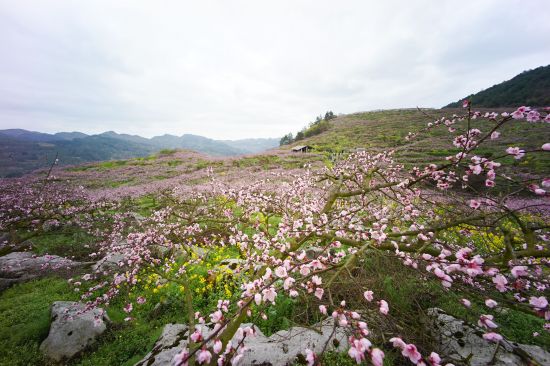 五德万亩桃园 全国多家媒体百名记者走进石阡踏春
