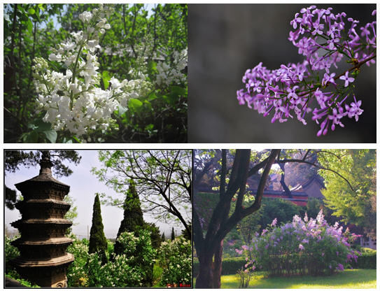 千年古刹戒台寺2015年第十九届丁香节 千年古刹戒台寺2015年第十九届丁香节