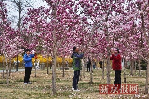 2015年4月1日,北京国际雕塑公园,市民在玉兰花下游玩。新京报记者 浦峰 摄 2015北京石景山春游季即将开幕
