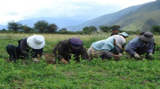 林芝藏药材种植基地 首届林芝藏医药研讨会召开 体验藏式养生
