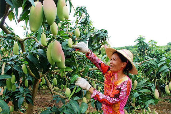 图:百色芒果硕果累累,让果农喜上眉梢(覃蔚峰 摄) 百色芒果产值超40亿助农脱贫