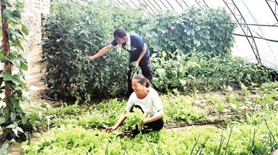 赛罕区金河镇根堡村村民陈俊英和丈夫在自家的蔬菜大棚里为游客摘菜准备绿色午餐 呼和浩特市赛罕区:你的“开心农场”我的“开心乐园”