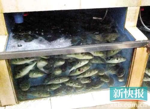广州食药监局:食用人工养殖河豚鱼有中毒风险