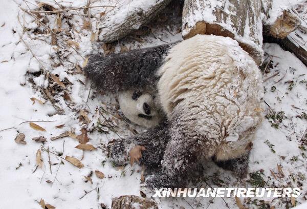 12月23日,在美国华盛顿国家动物园,大熊猫"泰山"在雪中玩耍.