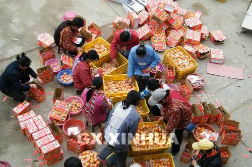 广西瑶乡水果远销国外