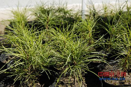 阿里河林业局:利在百年之后的西伯利亚红松_滚