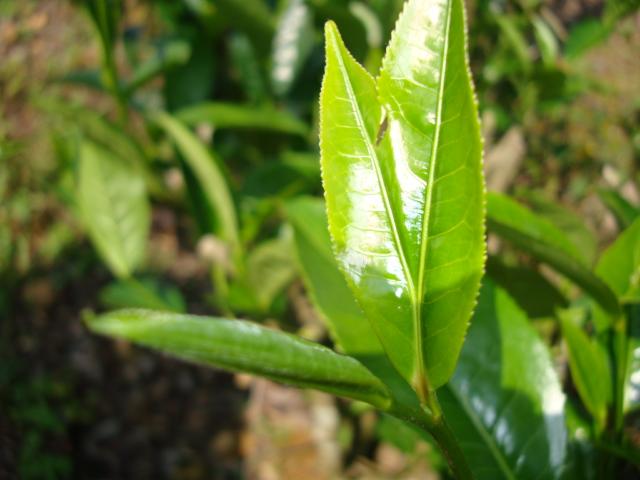 �Ͻ��ط��ֲ���ҶƬ��������