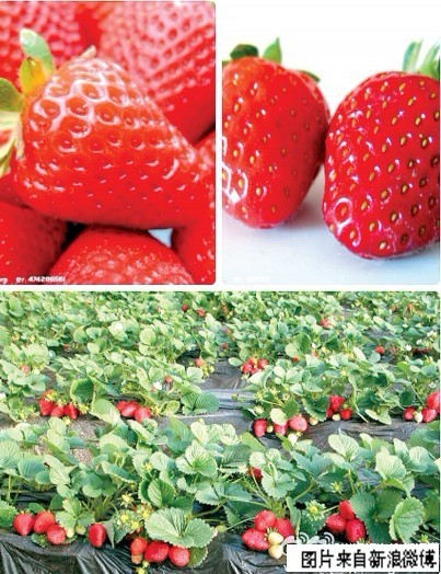 郑州黄河大堤附近20亩草莓滞销农户发微博求助