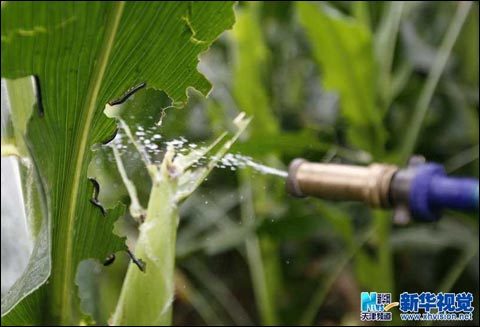 天津雨后高湿玉米田现三代粘虫需紧急除治