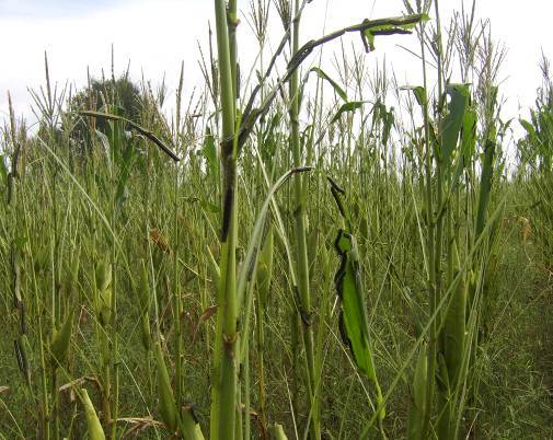 东北部分地区发生玉米粘虫灾害 逾30千公顷绝