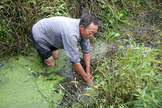 外来生物入侵我国的形势严峻