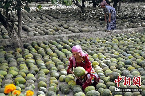 新疆喀什地区莎车县的米夏乡,有瓜农把甜瓜密集地摆在一起,如甜瓜铺成