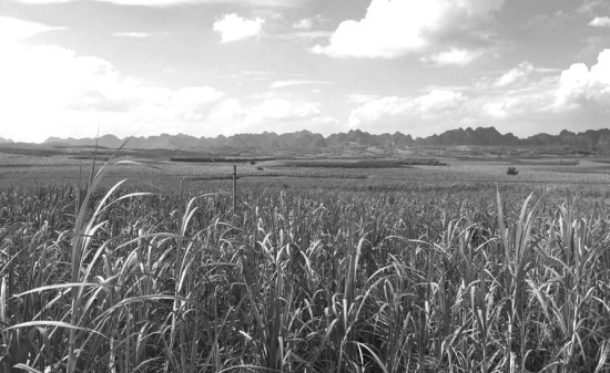 广西甘蔗减产幅度低于上榨季_期市要闻