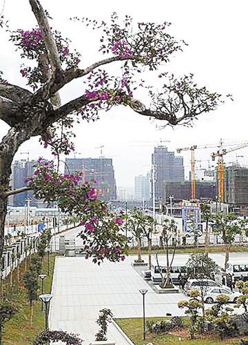 南宁市场随处可见东盟水果 “邻居串门”互通有无