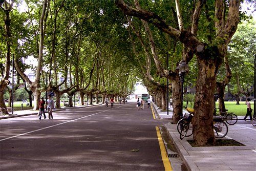 南京地铁最后一站备选方案出炉 至少移树303棵