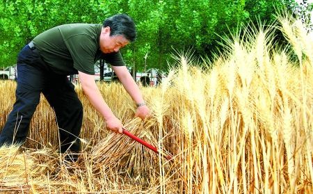 卢展工:找回了当年当知青的感觉。 河南省委书记挥镰割麦称找回做知青感觉(图)