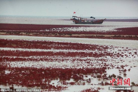山东黄河口现“红地毯”浪漫奇幻景象 图片来源:CFP视觉中国 山东黄河口现“红地毯”浪漫奇幻景象
