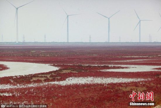 山东黄河口现“红地毯”浪漫奇幻景象 图片来源:CFP视觉中国 山东黄河口现“红地毯”浪漫奇幻景象