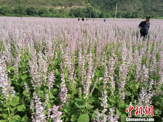 甘肃庆阳市华池县林镇乡种植香紫苏展观光农业吸引游人赏花 “兰洽会”甘肃庆阳“田园综合体”成投资热点