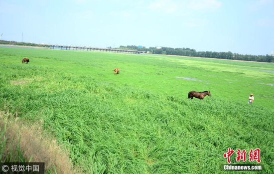 当地人直接在此放牛羊 山东潍坊一河流断流 河底变“草原”