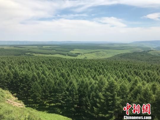从高处俯瞰塞罕坝林场。 魏晞 摄 承德塞罕坝:中国如何造就生态“奇迹岭”