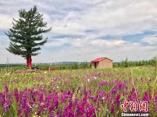 系着红布的树为塞罕坝一棵树龄近200年的“功勋树”,55年前正是在荒原上发现了这棵落叶松,被称为“一棵松”,这确定了当地自然条件可以种植大树,从而建立了塞罕坝机械林场。 魏晞 摄 承德塞罕坝:中国如何造就生态“奇迹岭”