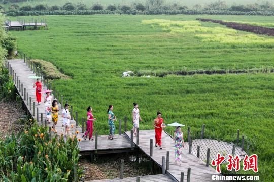 图为旗袍爱好者在多彩稻田走秀。 汤德宏 摄 江苏泰州多彩稻田画迎最佳观赏期