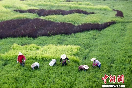 图为当地农民在多彩稻田劳作。 汤德宏 摄 江苏泰州多彩稻田画迎最佳观赏期