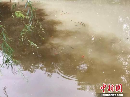 图为丽江黑龙潭异常水域 丽江市委宣传部供图 摄 丽江古城水源变“牛奶池” 官方:多次水色突变