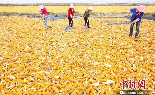甘肃张掖是国家级玉米制种基地,玉米制种种植面积稳定在100万亩。 王将 摄 甘肃张掖百万亩制种玉米忙收获 满目金黄似画卷