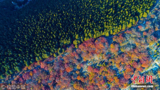 御宁 摄 图片来源:视觉中国 济南现“半山青松半山红”奇景